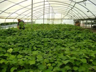 ΦΥΤΩΡΙΑ ΠΕΤΡΙΔΟΥ ΣΚΥΔΡΑ – ΠΕΤΡΙΔΟΥ ΔΗΜΗΤΡΑ