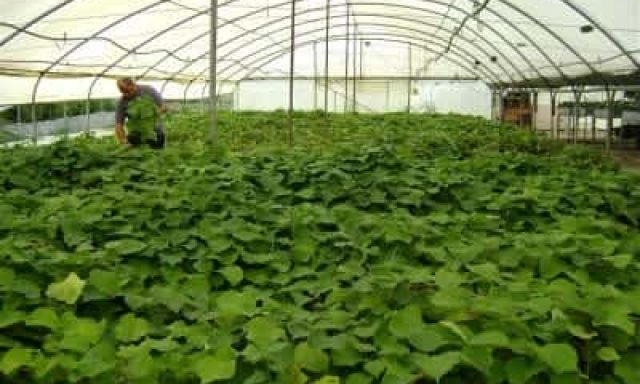 ΦΥΤΩΡΙΑ ΠΕΤΡΙΔΟΥ ΣΚΥΔΡΑ – ΠΕΤΡΙΔΟΥ ΔΗΜΗΤΡΑ