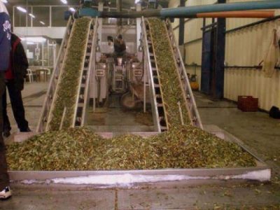 ΝΙΚΟΛΟΠΟΥΛΟΣ ΓΙΩΡΓΟΣ – ΝΙΚΟΛΟΠΟΥΛΟΥ ΑΝΤΩΝΙΑ – ΕΛΑΙΟΤΡΙΒΕΙΟ – ΑΒΡΑΜΙΟ ΜΕΣΣΗΝΗ ΜΕΣΣΗΝΙΑΣ