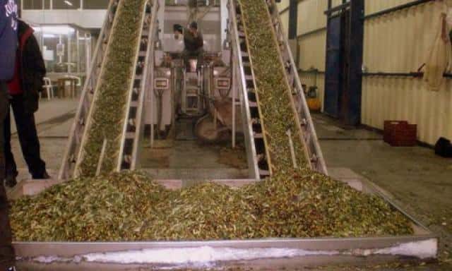 ΝΙΚΟΛΟΠΟΥΛΟΣ ΓΙΩΡΓΟΣ – ΝΙΚΟΛΟΠΟΥΛΟΥ ΑΝΤΩΝΙΑ – ΕΛΑΙΟΤΡΙΒΕΙΟ – ΑΒΡΑΜΙΟ ΜΕΣΣΗΝΗ ΜΕΣΣΗΝΙΑΣ