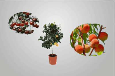 ΦΥΤΩΡΙΑ ΗΡΑΚΛΕΙΟ ΚΡΗΤΗΣ-ΒΕΚΡΑΚΗΣ ΓΕΩΡΓΙΟΣ