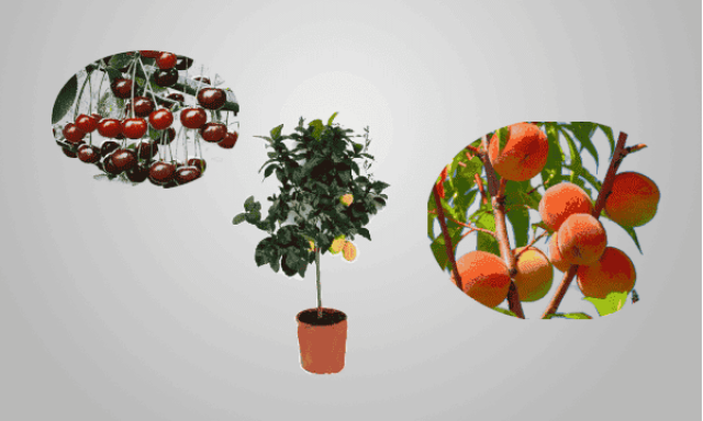 ΦΥΤΩΡΙΑ ΗΡΑΚΛΕΙΟ ΚΡΗΤΗΣ-ΒΕΚΡΑΚΗΣ ΓΕΩΡΓΙΟΣ