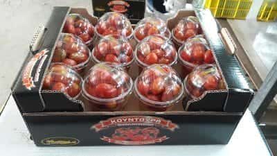 ΚΟΥΝΤΟΥΡΑΣ ΚΗΠΕΥΤΙΚΑ – ΛΑΧΑΝΙΚΑ ΠΑΛΑΙΟΧΩΡΑ ΧΑΝΙΑ ΑΓΡΟΤΙΚΟΣ ΣΥΝΕΤΑΙΡΙΣΜΟΣ ΠΑΡΑΓΩΓΩΝ ΚΗΠΕΥΤΙΚΩΝ