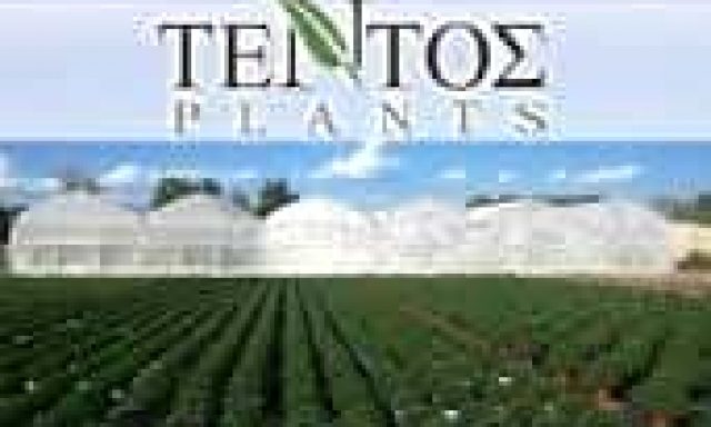 ΤΕΝΤΟΣ ΠΑΝΑΓΙΩΤΗΣ – TENTOS PLANTS- ΦΥΤΩΡΙΟ – ΠΑΡΑΓΩΓΗ – ΕΙΣΑΓΩΓΗ ΑΝΘΟΚΟΜΙΚΩΝ ΦΥΤΩΝ – ΔΡΟΣΕΡΟ ΤΡΙΚΑΛΩΝ