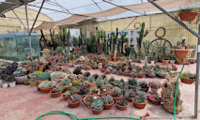 ΜΑΡΙΑ Χ ΜΑΥΡΟΜΑΤΗ – ΦΥΤΩΡΙΑ ΜΑΥΡΟΜΑΤΗ – ΦΥΤΩΡΙΟ – ΟΡΜΥΛΙΑ ΧΑΛΚΙΔΙΚΗΣ