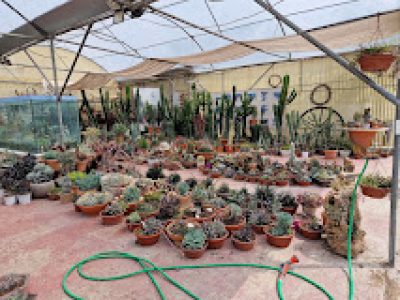 ΜΑΡΙΑ Χ ΜΑΥΡΟΜΑΤΗ – ΦΥΤΩΡΙΑ ΜΑΥΡΟΜΑΤΗ – ΦΥΤΩΡΙΟ – ΟΡΜΥΛΙΑ ΧΑΛΚΙΔΙΚΗΣ