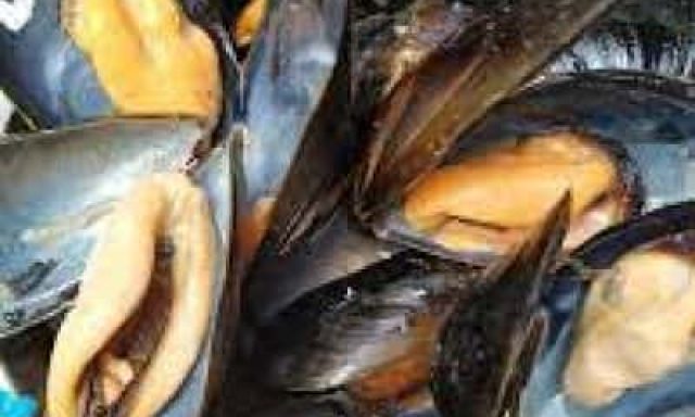 ΠΡΟΒΑΤΑΣ ΓΕΩΡΓΙΟΣ – FISHALIDES – FISHΑΛΙΔΕΣ – ΙΧΘΥΟΠΩΛΕΙΟ – ΜΥΡΙΝΑ ΛΕΣΒΟΥ