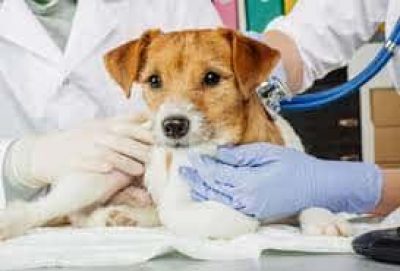 ΚΤΗΝΙΑΤΡΟΣ ΚΤΗΝΙΑΤΡΕΙΟ PET’S BEST FRIEND ΜΑΡΑΘΩΝΑΣ ΑΤΤΙΚΗ ΧΑΡΑΛΑΜΠΟΠΟΥΛΟΥ ΕΛΕΑΝΑ