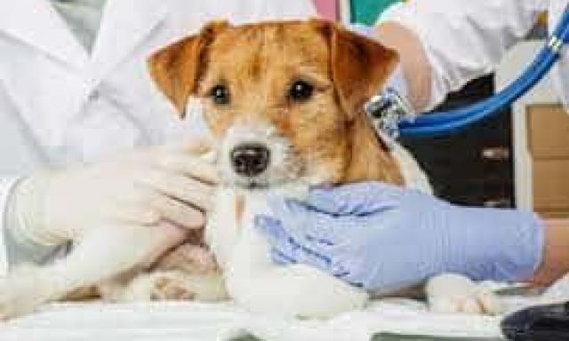 ΚΤΗΝΙΑΤΡΟΣ ΚΤΗΝΙΑΤΡΕΙΟ PET’S BEST FRIEND ΜΑΡΑΘΩΝΑΣ ΑΤΤΙΚΗ ΧΑΡΑΛΑΜΠΟΠΟΥΛΟΥ ΕΛΕΑΝΑ