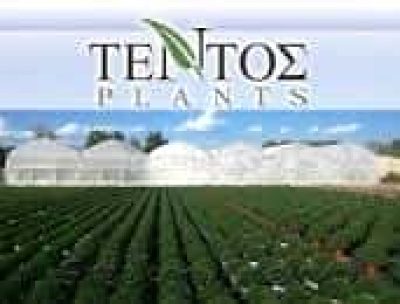ΤΕΝΤΟΣ ΠΑΝΑΓΙΩΤΗΣ – TENTOS PLANTS- ΦΥΤΩΡΙΟ – ΠΑΡΑΓΩΓΗ – ΕΙΣΑΓΩΓΗ ΑΝΘΟΚΟΜΙΚΩΝ ΦΥΤΩΝ – ΔΡΟΣΕΡΟ ΤΡΙΚΑΛΩΝ